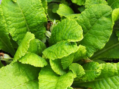 doğa arka planında yeşil yapraklar