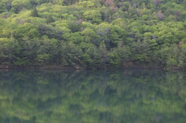 Nehir ve yeşil yemyeşil bitki örtüsüyle güzel bir manzara.