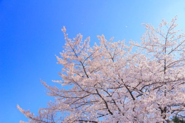 Mavi gökyüzü olan kiraz ağacı