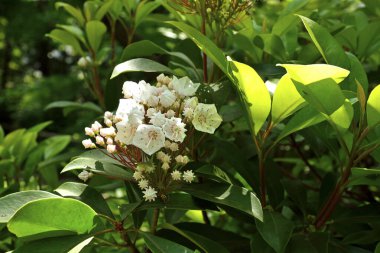 Bahçedeki güzel çiçekler