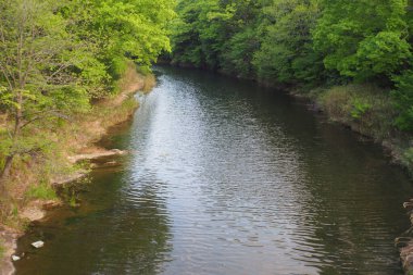 Nehir ve yoğun yeşil orman