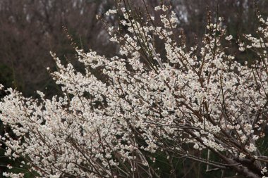 Bahar bahçesinde çiçek açan güzel ağaçlar.        