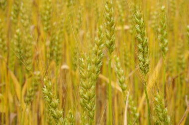 Yazın yeşil buğday tarlası