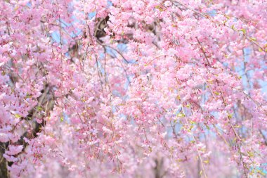 Güzel bahar sakura çiçekleri 
