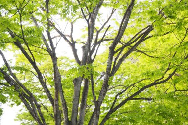 Beyaz arka planda yeşil ağaçlar, doğa bitki örtüsü