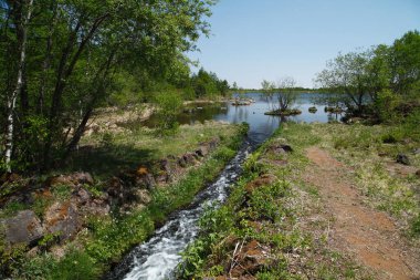 Bahar ormanındaki nehir.