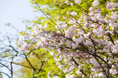 Bahçedeki ağaç dallarındaki bahar çiçeklerinin yakın plan görüntüsü.