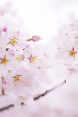 Güzel çiçek açan kiraz çiçeklerinin yakın görüntüsü