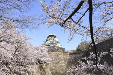 Japonya 'daki güzel mimari ve kiraz çiçeği