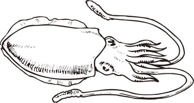  Beyaz arka planda izole edilmiş basit siyah beyaz mürekkep balığı çizimi