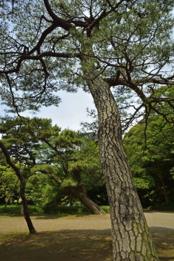 Şehir parkındaki ağaçların güzel manzarası. 