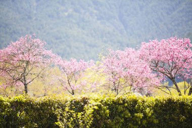 Japonya 'da güzel kiraz çiçekleri 