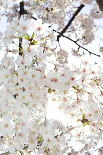 Hermosas Flores Blancas Primavera — Foto de Stock