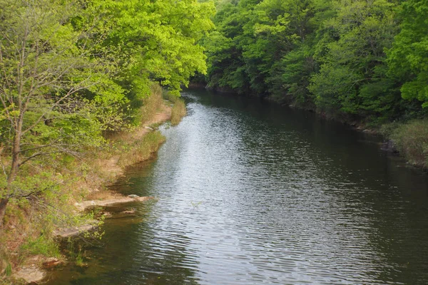 Nehir ve yoğun yeşil orman