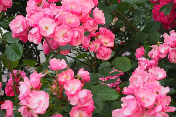 Bahçedeki güzel güller doğa arka planında