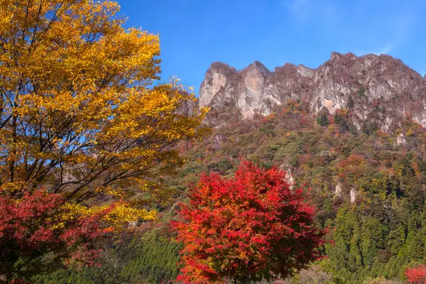 韩国秋天的树叶和树木 — 图库照片