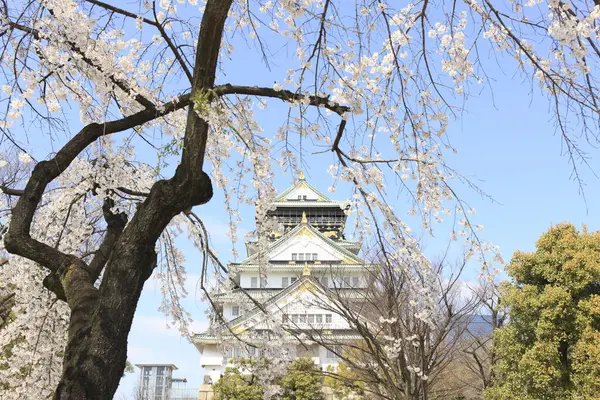 Bela Arquitetura Japão Flor Cereja — Fotografia de Stock