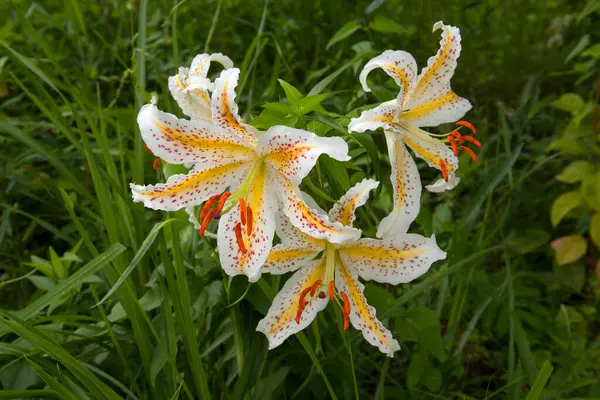 Красиві Білі Квіти Лілії Саду — стокове фото
