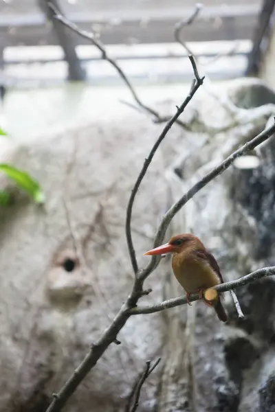 Красивая Румяная Птица Зимородок Ветке — стоковое фото