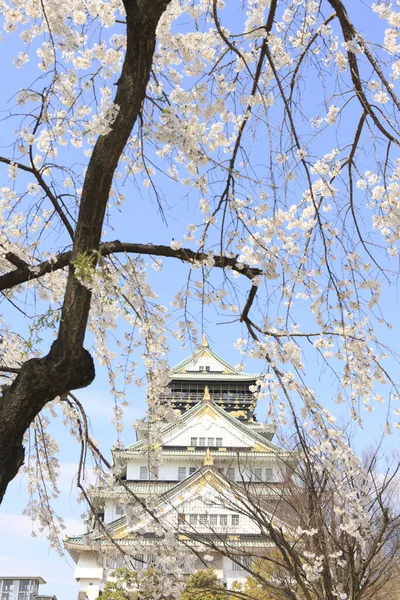 Schöne Architektur Japan Und Kirschblüte — Stockfoto