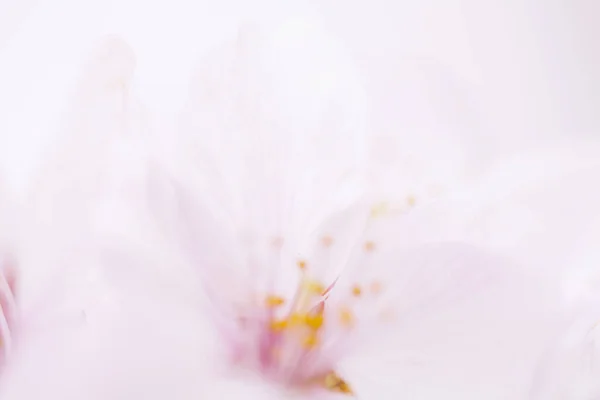 Flor Cerezo Rosa Flores Sakura — Foto de Stock
