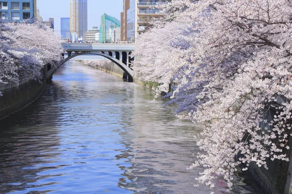 Tokyo, Japonya 'da sakura çiçek açar.