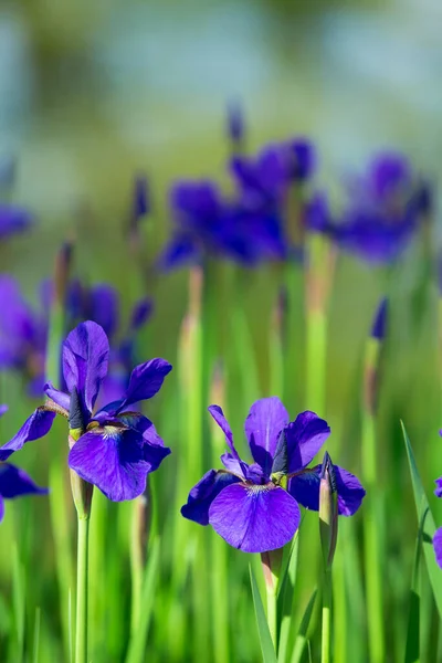 Blaue Irisblumen Blühen Garten — Stockfoto