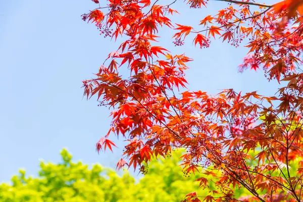 Vacker Färgglada Träd Blå Himmel Bakgrund — Stockfoto