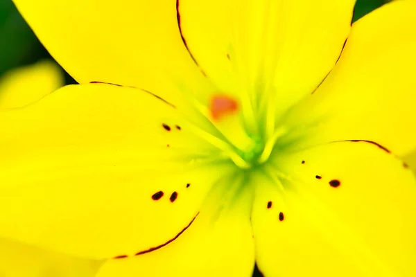 Vacker Blomma Trädgården Natur Bakgrund — Stockfoto