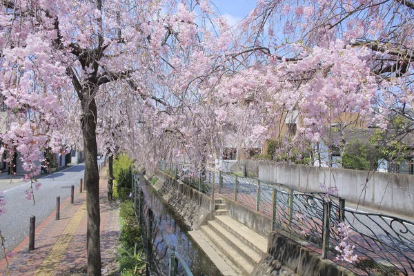 Gyönyörű Tavaszi Sakura Virágok — Stock Fotó