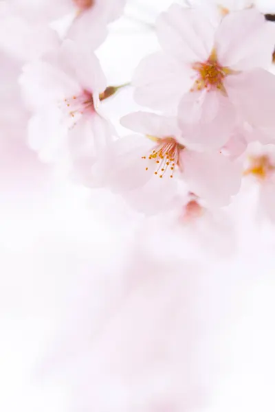 Flor Cereja Rosa Flores Sakura — Fotografia de Stock