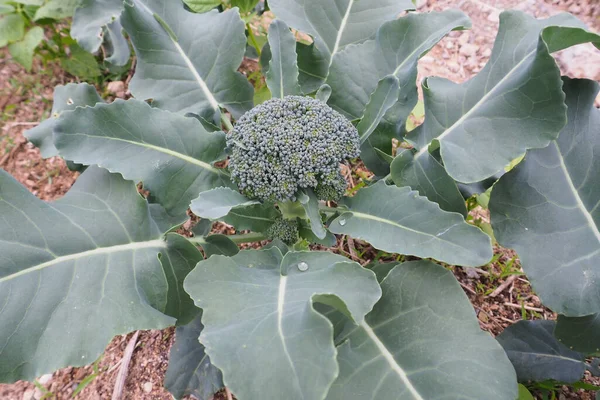 Cabbage Growing Vegetable Garden — Stock Photo, Image