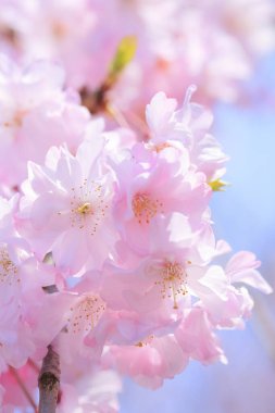 Güzel bahar sakura çiçekleri 