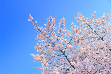 Mavi gökyüzü üzerinde kiraz çiçeği 