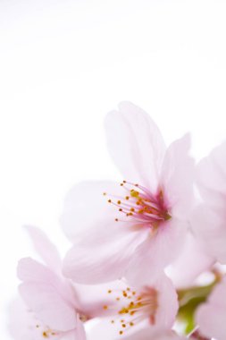 Kiraz çiçekleri, yaklaşın. 