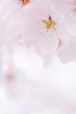 Pembe kiraz çiçeği, sakura çiçekler