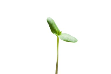 Beyaz arkaplanda izole edilmiş taze yeşil yaprak