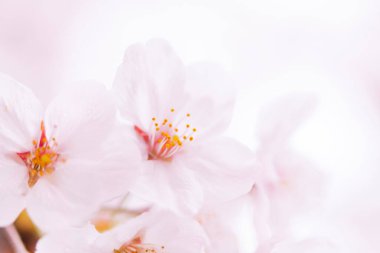 beyaz bir arka plan üzerinde pembe kiraz çiçekleri 