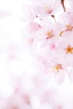 Pembe kiraz çiçeği, sakura çiçekler