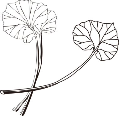 Centella asiatica yaprakları, beyaz arkaplanda izole edilmiş basit siyah beyaz çizimler.