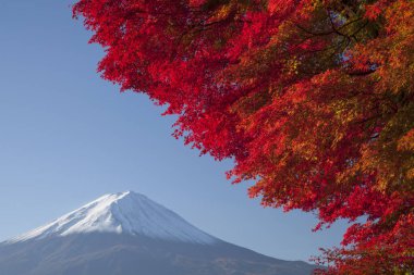 Fuji Dağı 'nın manzarası ve kırmızı sonbahar ağacı 