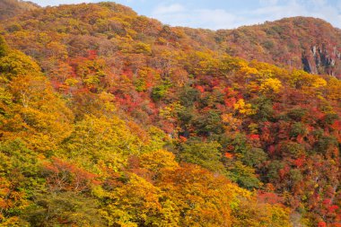sonbahar orman dağlarında 