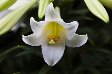 güzel çiçek beyaz çiçekleri yakın çekim