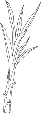 Uzun, dar yapraklı bitki, beyaz arkaplanda izole edilmiş siyah beyaz çizimler.