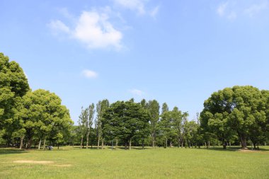 Parktaki yeşil ağaçlar Mavi gökyüzü