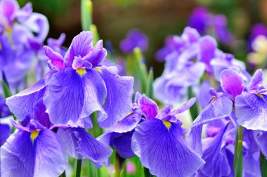 Bahçedeki güzel menekşe çiçekleri