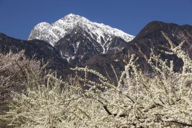 Japonya 'da baharda parkta güzel sakura çiçeklerinin manzarası.