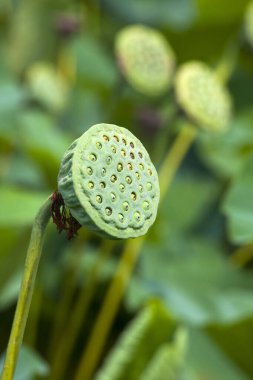 Bahçedeki nilüfer çiçeği
