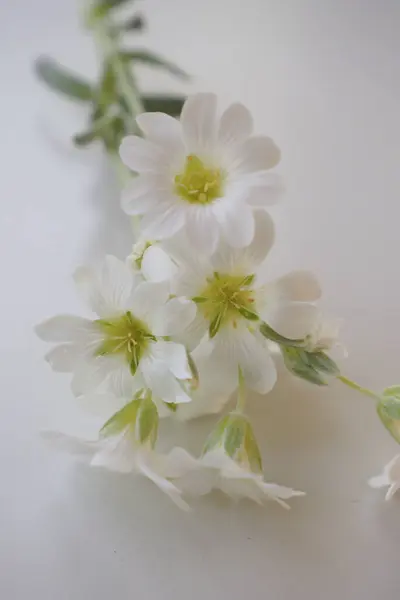 Krásné Bílé Květy Bílém Pozadí — Stock fotografie