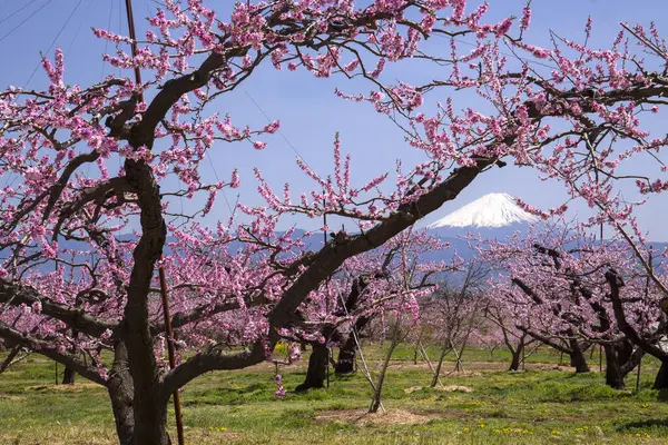 Japonya 'da baharda parkta güzel sakura çiçeklerinin manzarası.